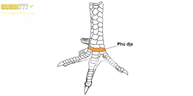 Tổng hợp các loại vảy gà phú địa