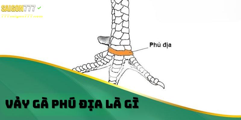 Tìm hiểu vảy gà phú địa là gì