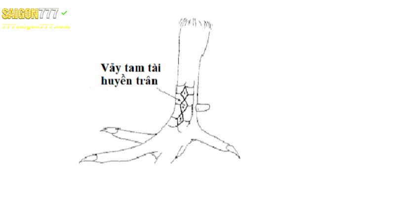 Huấn luyện gà có vảy huyền trầm